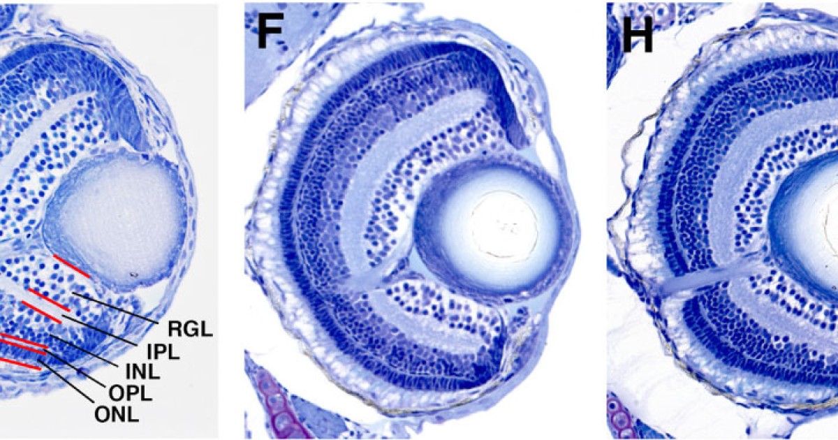 細胞増殖の謎：ヒストンとDNAの整合 | 沖縄科学技術大学院大学（OIST）